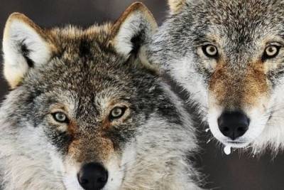 В Тверской области проверяют информацию о волках рядом с населенными пунктами