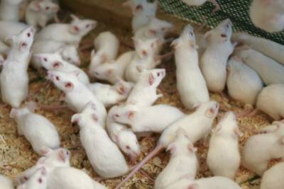 Российские ученые испытали на мышах зерновую диету для лечения болезни Альцгеймера