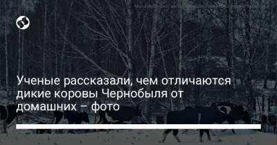 Ученые рассказали, чем отличаются дикие коровы Чернобыля от домашних – фото