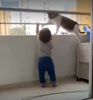 Кошка спасла ребёнка от падения с балкона