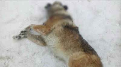 Житель села в Карелии застрелил соседскую собаку: люди живут в страхе