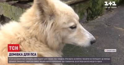 Марьяновский Хатико: брошенный пес жил в морозы у дороги, надеясь на возвращение хозяина