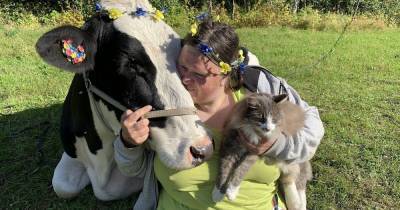 Суд в Швеции обязал фермеров завести подругу для коровы