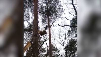 В Гвардейске спасли котенка, три дня просидевшего на дереве