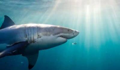В 2020 году акулы кусали людей реже, но убивали больше