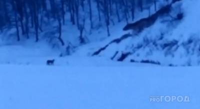 В Козловском районе сняли на видео гуляющую рысь