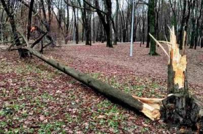 В Киеве ветер натворил беды: сломаны десятки деревьев