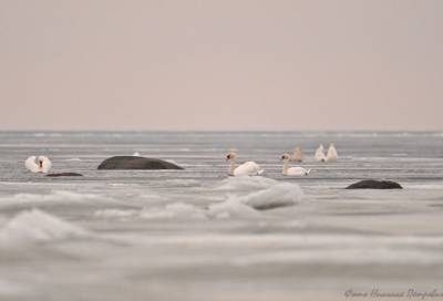 Фотограф из Соснового Бора показал лебединую семью на Финском заливе