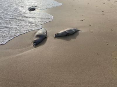 Асфиксия — ученые назвали причину массовой гибели тюленей в Дагестане