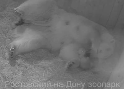 Рожденного в Ростовском зоопарке белого медвежонка пообещали показать посетителям весной
