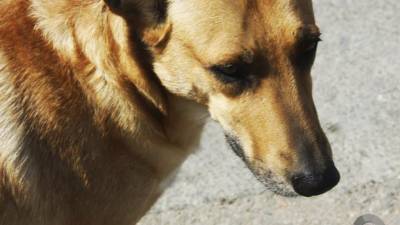 В Улан-Удэ после нападений на детей отловлено 185 бездомных собак
