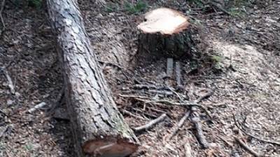 Лесоруб погиб под упавшим деревом в Красноярском крае