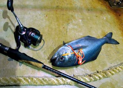 Рыбаки Сахалина и Курил могут попытаться поймать гипероглифа