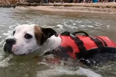 Собака в последний момент спасла тонувшего в реке мальчика