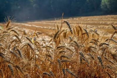 Ученые в РФ вывели пшеницу для возможной профилактики болезни Альцгеймера