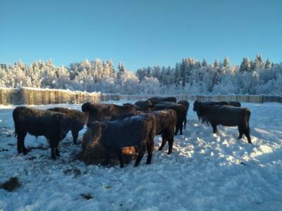 На севере Коми развивают производство мраморной говядины