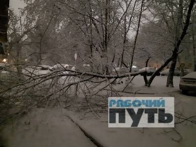 В Смоленске из-за непогоды упали два дерева