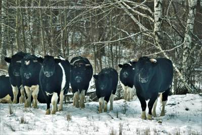 Одичавшие коровы в Чернобыльской зоне сбились в стада - news.bigmir.net