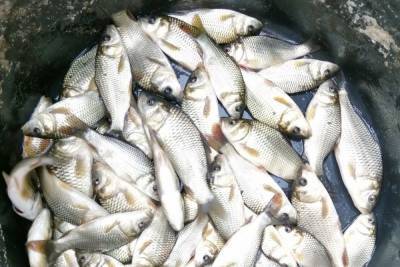 В прошлом году Марий Эл выловили 440 тонн рыбы