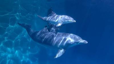 Соцсети раскритиковали слова о "связях" Путина с исчезновением дельфина