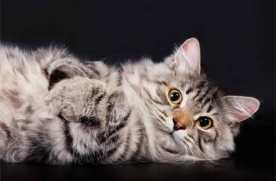 Биолог назвал русские породы кошек наименее аллергенными