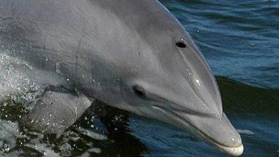 Россияне высмеяли слова о "причастности" Путина к пропаже дельфина в Ирландии