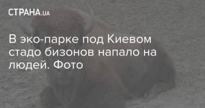 В эко-парке под Киевом стадо бизонов напало на людей. Фото