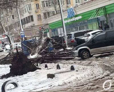 В Одессе дерево упало на авто и перекрыло дорогу