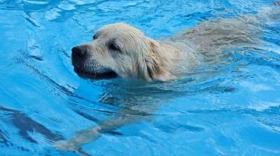 Собака не умеет плавать: можно ли ее этому научить?