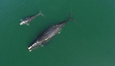 У вымирающего вида китов родились 14 детёнышей