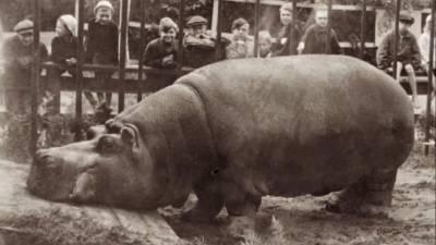 В Ленинградском зоопарке открылась экспозиция "Зоосад в годы блокады" - piter.tv