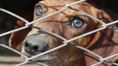 В России предлагают ввести конфискацию животных у жестоких владельцев