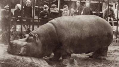 В Ленинградском зоопарке открылась экспозиция “Зоосад в годы блокады”