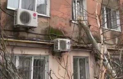 Деревопад в Одессе: тополь выбил окна многоэтажки на Балковской (видео)