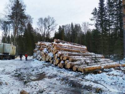 Глава Белорецкого района сообщил, что не может остановить вырубку леса на Инзерских зубчатках
