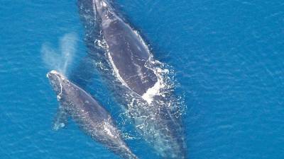 В вымирающей популяции гладких китов родилось сразу 14 детенышей