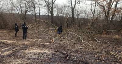 В Сумской области на 29-летнего лесника упала ветвь: он погиб на месте