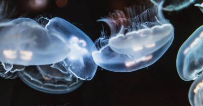 Британские исследователи разработали "роботов-медуз" для сканирования морского дна