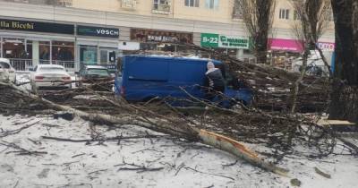 В Одессе из-за непогоды деревья упали на дом и автомобиль: есть пострадавший (фото, видео)