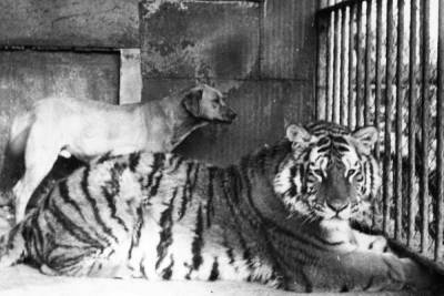 В Ленинградском зоопарке рассказали, как жили животные во время блокады