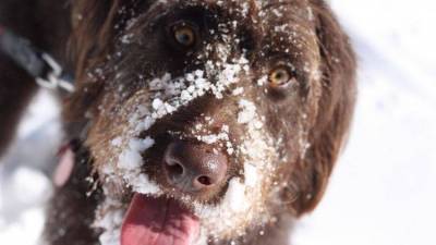 В -54 в Якутии спасли примерзшую ко льду собаку видео
