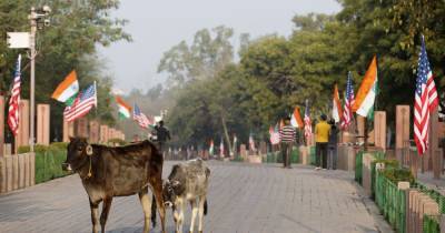 Правительство Индии ввело ежегодный экзамен по дисциплине "Наука о коровах"