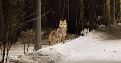 Гулявший с собакой москвич встретил «волкособа»