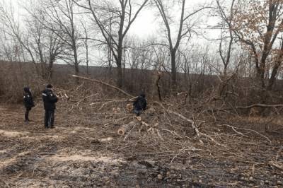 В Сумской области лесника убило веткой дерева