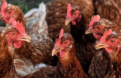Птичий грипп: Сингапур разрешил украинскую курятину из чистых районов