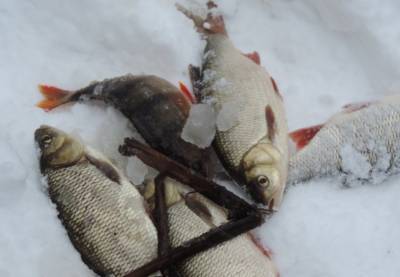 Рыба в реке Усмань погибла не из-за вредных стоков
