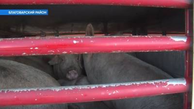 Башкирии угрожает африканская чума свиней