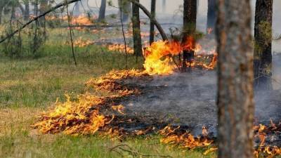 В Крыму подвели итоги борьбы с лесными пожарами в 2020 году