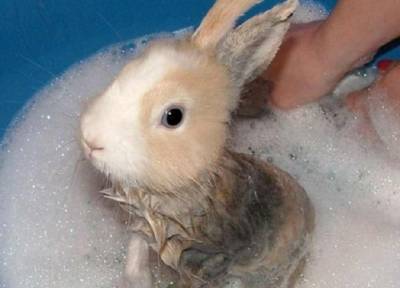 Купание домашнего кролика: нужно ли оно и как помыть животное без вреда для него