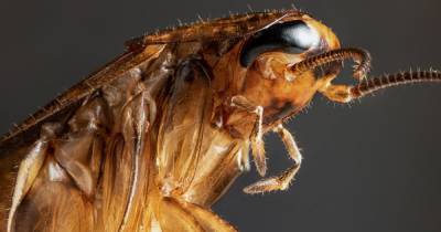 Тараканы не единственные насекомые, способные пережить ядерную войну, - ученые